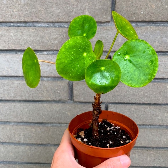 Pilea Peperomioides- Friendship Plant - Picture 1 of 2